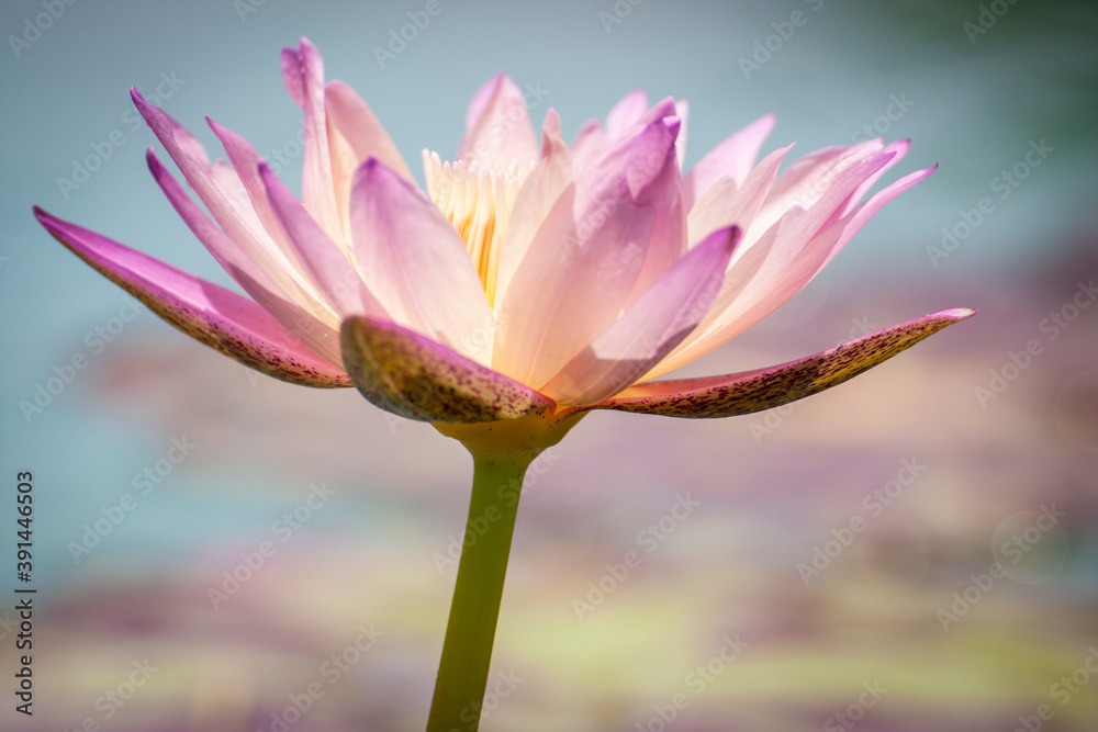 close up pink water lily or pink lotus flower in bloom and blurred background close up pink water lily or pink lotus flower in bloom and blurred background