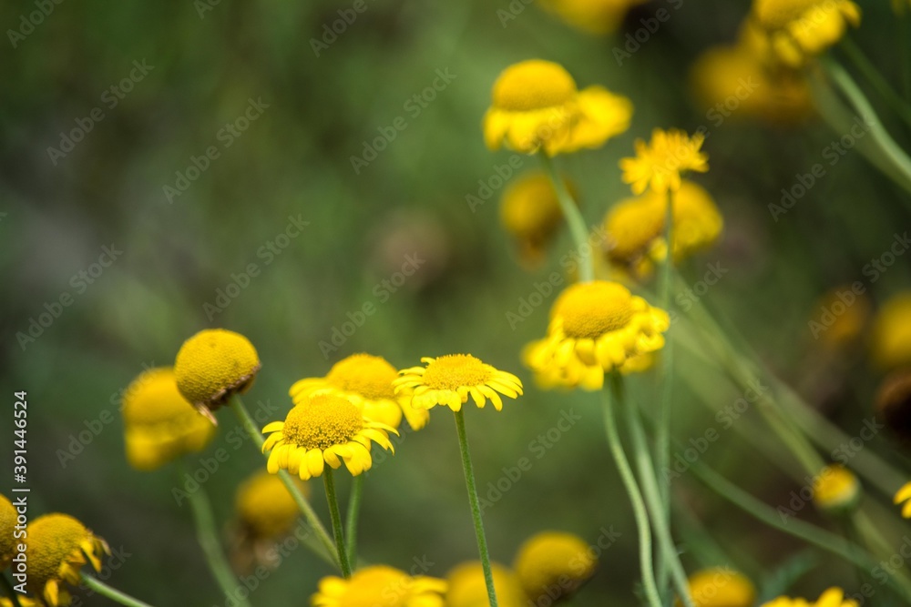 コウヤカミツレは花を薬用とするほか黄色の染料に利用します コウヤカミツレは花を薬用とするほか黄色の染料に利用します