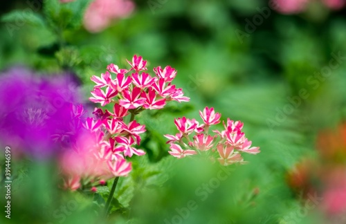 芳香があり水蒸気蒸留して得られる精油は「ゼラニウム油」と呼ばれて香料などとして利用されます photo