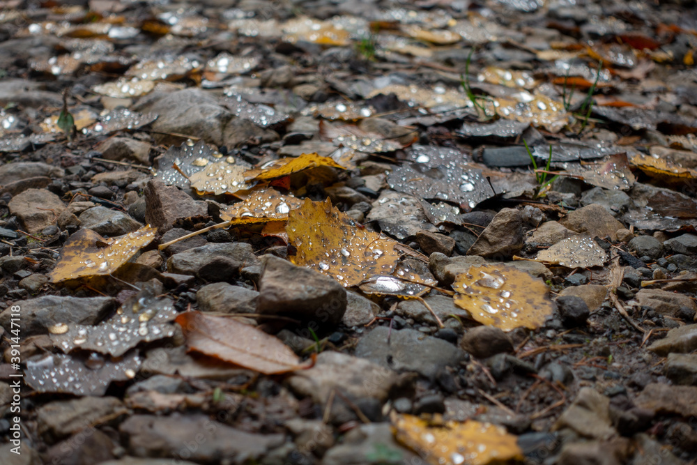 HERBSTLAUB . AUTUMN FOLIAGE HERBSTLAUB . AUTUMN FOLIAGE