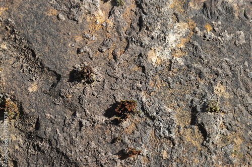 Close up of stone  texture in the forest  highly detailed