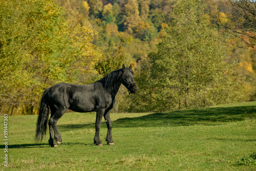 A black horse on a meadow on a sunny autumn morning