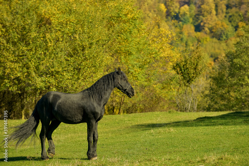 A black horse on a meadow on a sunny autumn morning