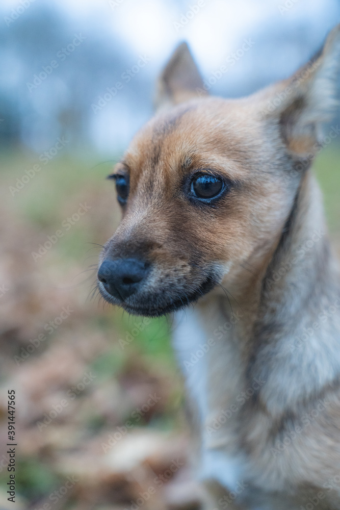 A portrait of a dwarfish pinscher A portrait of a dwarfish pinscher