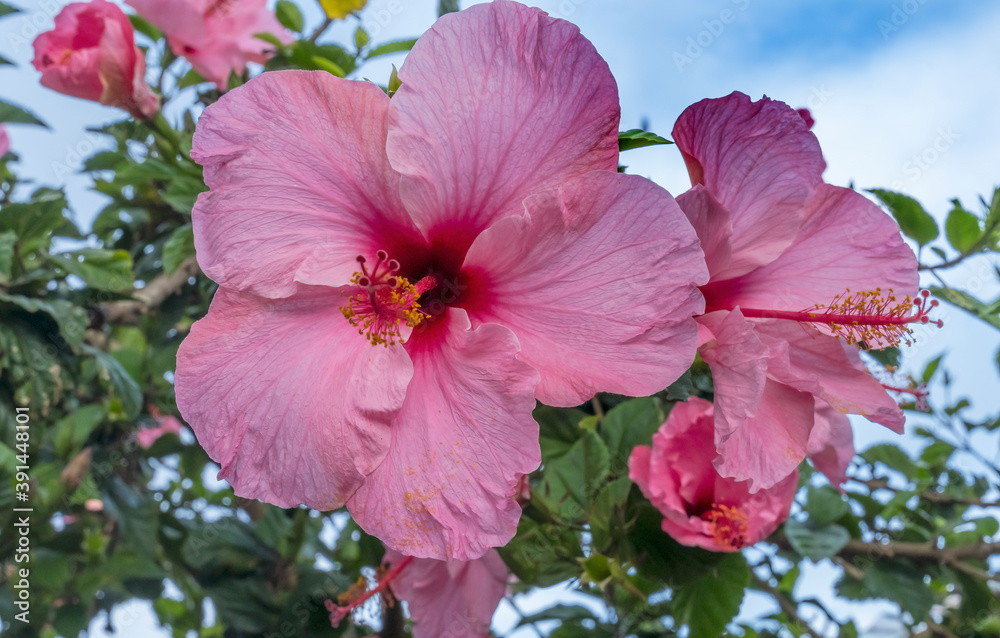 Seminole Pink Tropical Hibiscus Flowers Easter Island Chile Seminole Pink Tropical Hibiscus Flowers Easter Island Chile