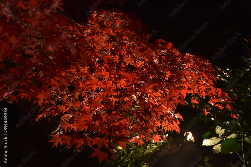 緑水庵の紅葉ライトアップ