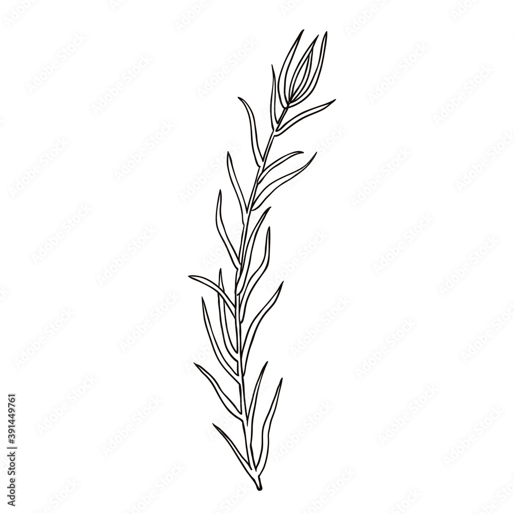 Hand drawn tarragon isolated on white Hand drawn tarragon isolated on white