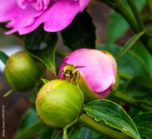Yellow Bumble Bee Pink Peony Bud