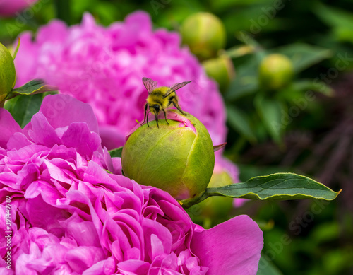 Yellow Bumble Bee Pink Peony Bud photo