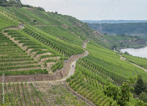Hiking path trhough Wineyard German Region Moselle River Winningen © CL-Medien