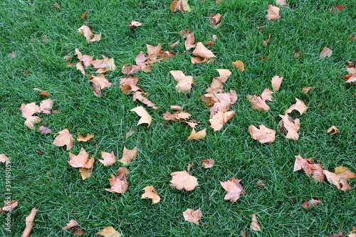 Feuilles mortes sur un tapis d'herbe, feuilles d'automne sur l'herbe, ville de Corbas, département du Rhône, France photo