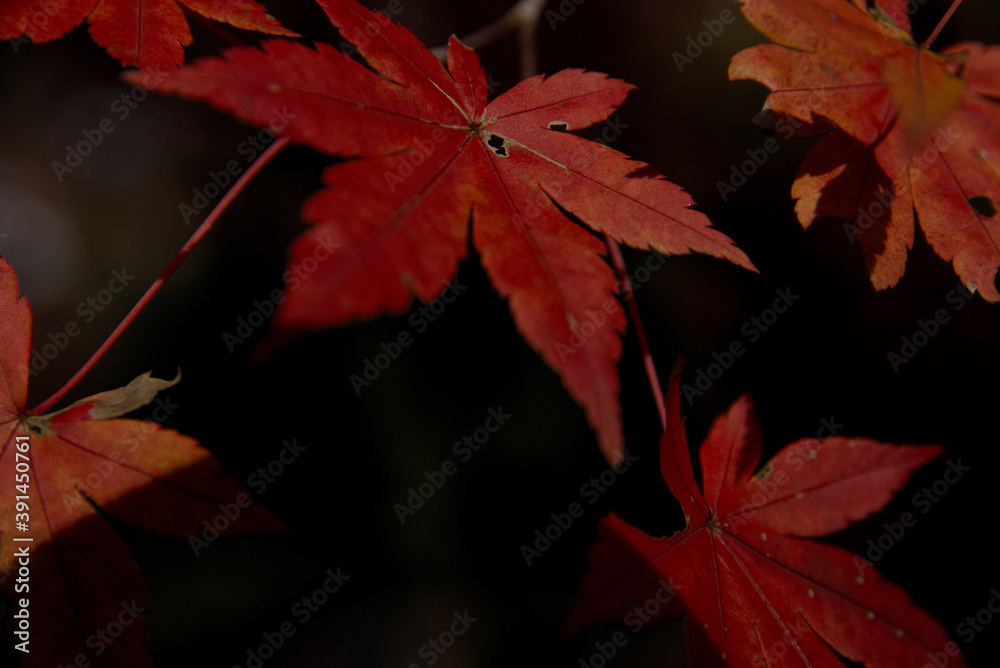 震生湖の紅葉