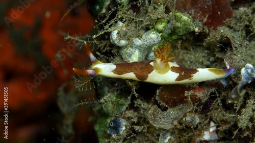 White-brown Nudibranch - type Mollusca (Phyllidiopsis papilligera). Indonesia Pacific. Nudibranchia Cuvier underwater beauty Scuba diver point of view. Crawling on corals and aquatic plants close-up.  photo