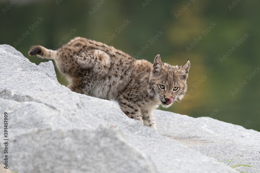 Obraz premium Lynx in green forest with tree trunk. Wildlife scene from nature. Playing Eurasian lynx, animal behaviour in habitat. Wild cat from Germany. Wild Bobcat between the trees