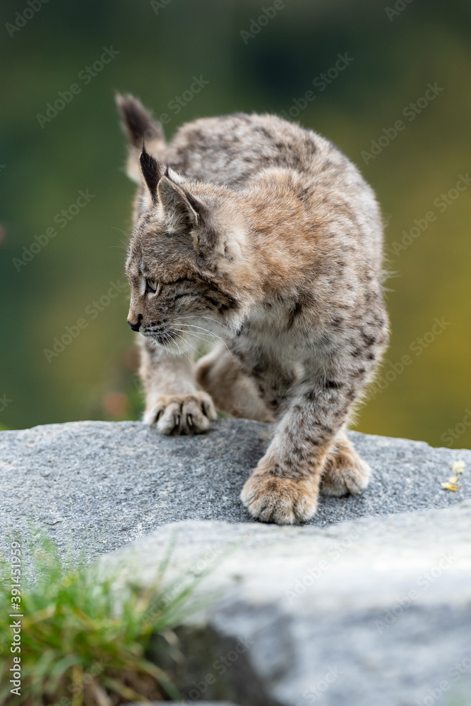 Lynx in green forest with tree trunk. Wildlife scene from nature. Playing Eurasian lynx, animal behaviour in habitat. Wild cat from Germany. Wild Bobcat between the trees Lynx in green forest with tree trunk. Wildlife scene from nature. Playing Eurasian lynx, animal behaviour in habitat. Wild cat from Germany. Wild Bobcat between the trees
