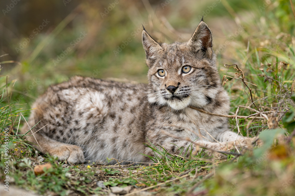 Lynx in green forest with tree trunk. Wildlife scene from nature. Playing Eurasian lynx, animal behaviour in habitat. Wild cat from Germany. Wild Bobcat between the trees