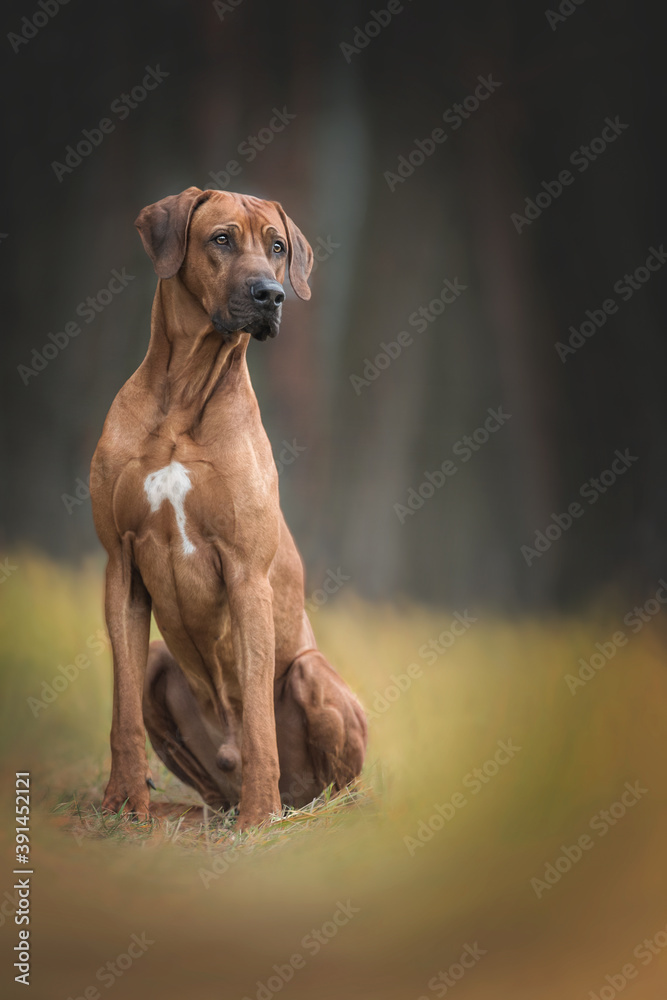Beautiful rhodesian ridgeback dog sitting on the autumn forest bacground. Beautiful rhodesian ridgeback dog sitting on the autumn forest bacground.