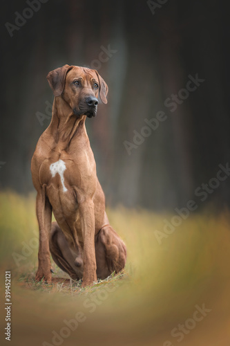 Beautiful rhodesian ridgeback dog sitting on the autumn forest bacground. 