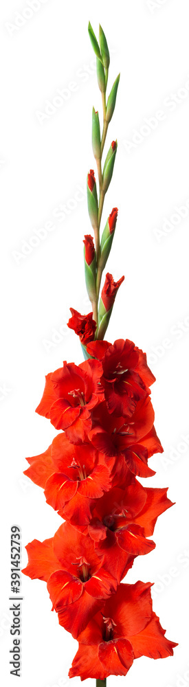 Lush inflorescence of red gladiolus isolated on white. Beautiful summer and autumn flowers Lush inflorescence of red gladiolus isolated on white. Beautiful summer and autumn flowers