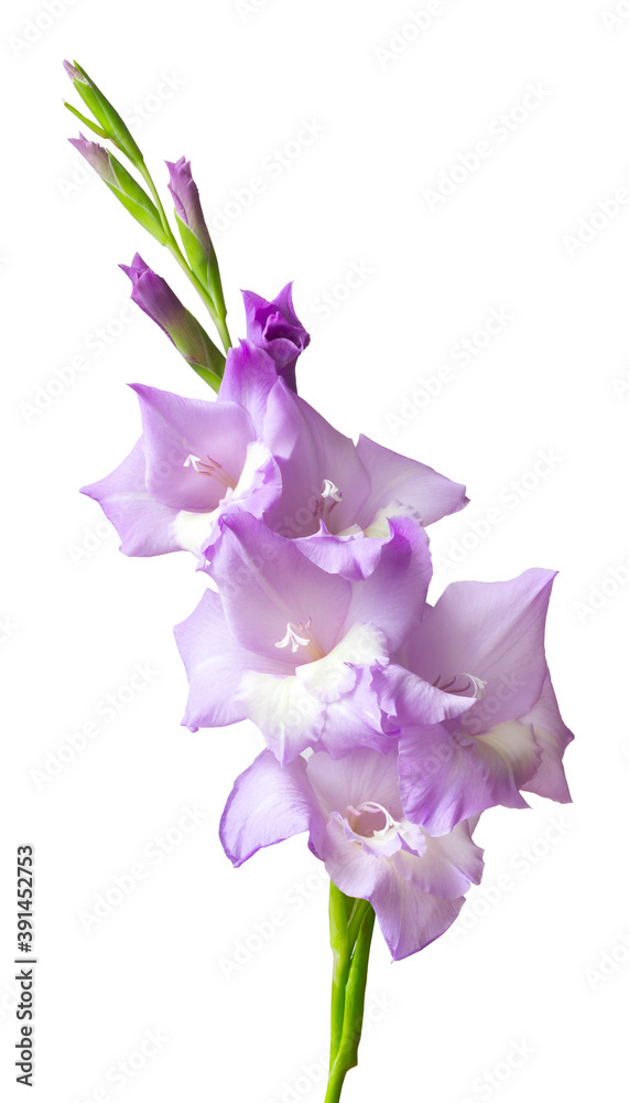Lush inflorescence of lilac gladiolus isolated on white. Beautiful summer and autumn flowers