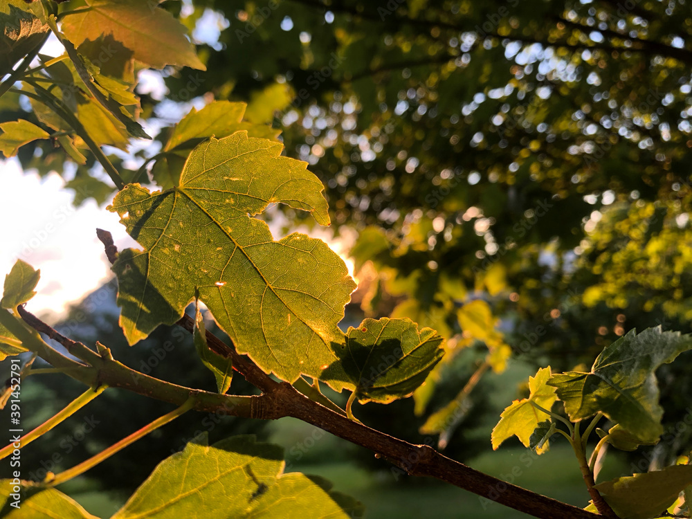 Fototapeta premium Sunset Leaf Outline