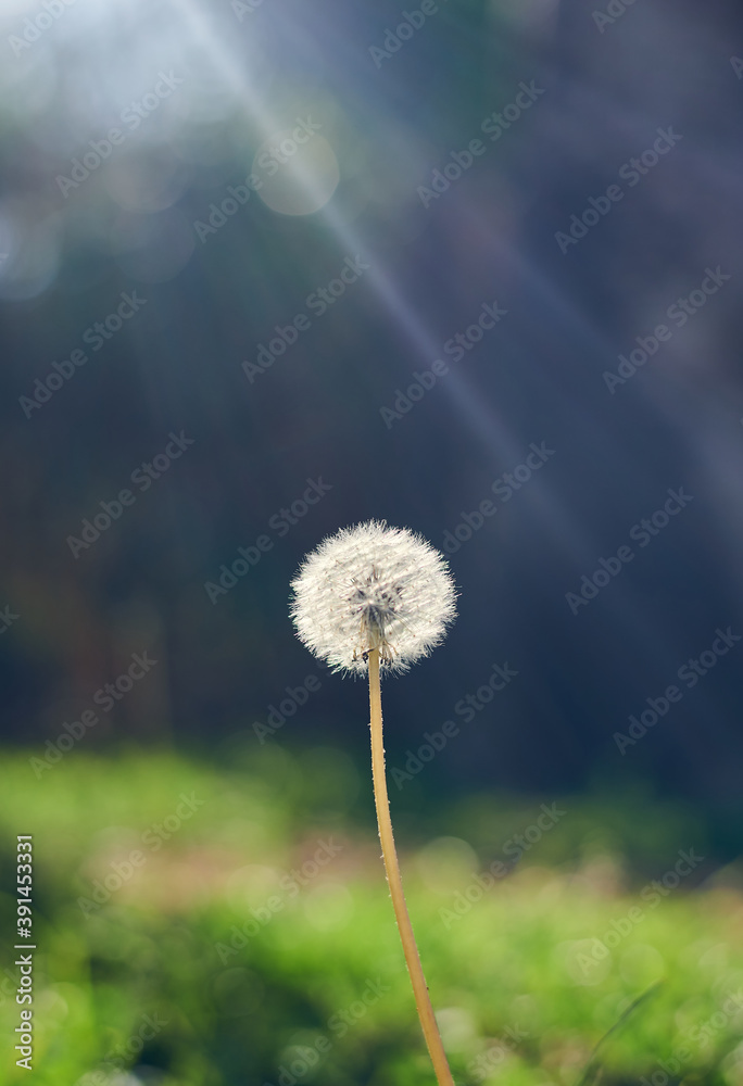 Dandelion with sun flare background and nice bokeh