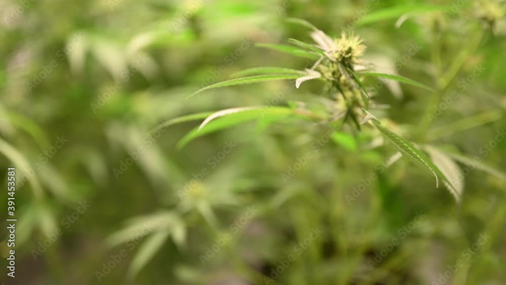Cinematic shot of marijuana cannabis weed plants growing farm. Shot in 4K. Cinematic shot of marijuana cannabis weed plants growing farm. Shot in 4K.