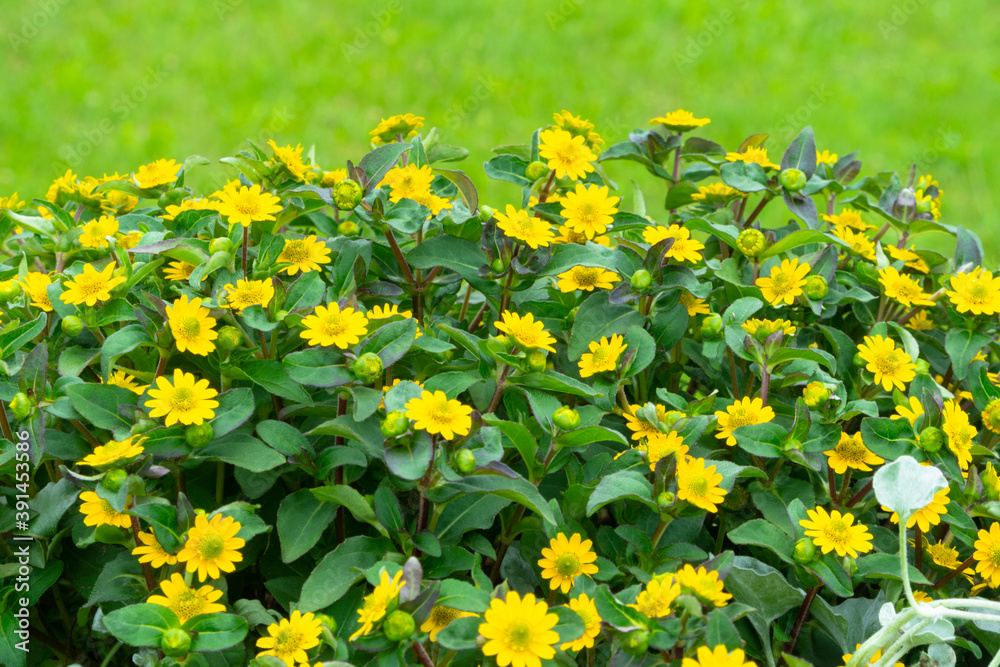 Obraz premium Bright yellow flowers on green background