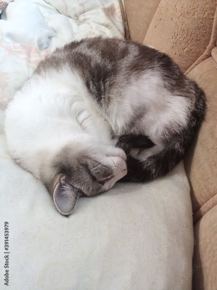 cat cat
