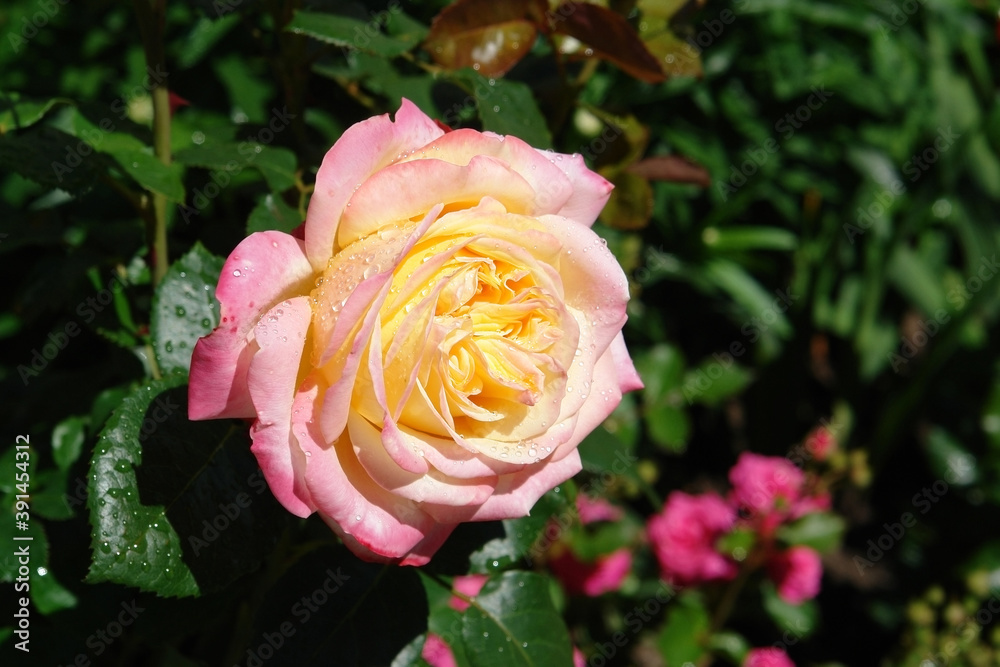 Soft yellow, edged with pink rose flower of the 'Gloria Dei' (Madame A. Meilland, Gioia, Peace) variety in the garden. Beautiful Hybrid Tea Rose with raindrops on the petals, close-up, copy space Soft yellow, edged with pink rose flower of the 'Gloria Dei' (Madame A. Meilland, Gioia, Peace) variety in the garden. Beautiful Hybrid Tea Rose with raindrops on the petals, close-up, copy space