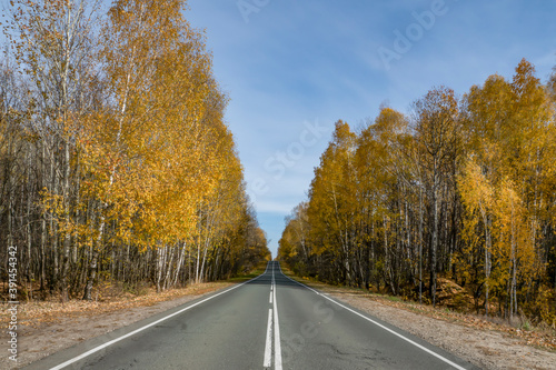 Golden, autumn, October, day, sky, clouds, nature, walk, ride, journey, forest, trees, yellow, foliage, withered, grass, road, highway, roadside, distance, space, horizon, light, shadow, bright, color