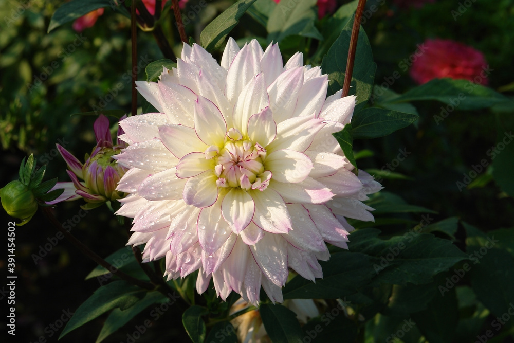 Fototapeta premium A close up of white, delicately blushed with lilac-pink at the tips dahlia of the 'Crazy Love' variety (Semi-Dinnerplate Dahlia) in dew in the garden on a sunny morning, copy space for text