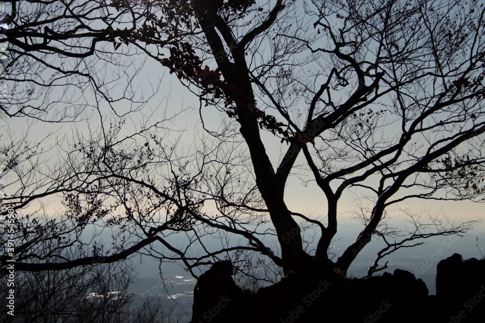silhouette of a tree in autumn silhouette of a tree in autumn