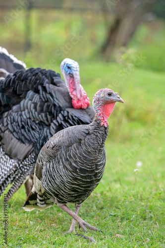 turkey next to turkeycock on green grass against blurred natural background 
