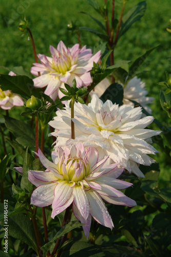 A close up of white  delicately blushed with lilac-pink at the tips dahlia flowers of the  Crazy Love  variety  Semi Dinner Plate Dahlia  in dew in the garden on a sunny morning