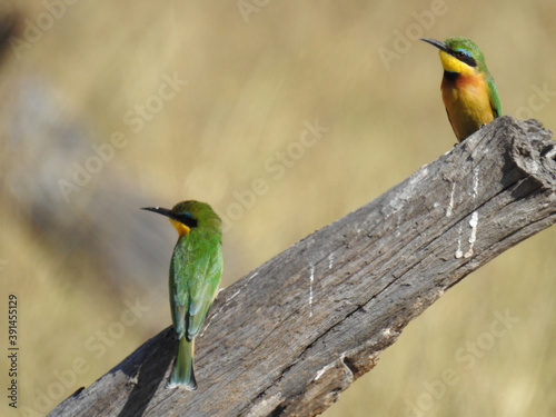 Portrait of Bee-eater birds perched on a log in Namibia, Africa photo