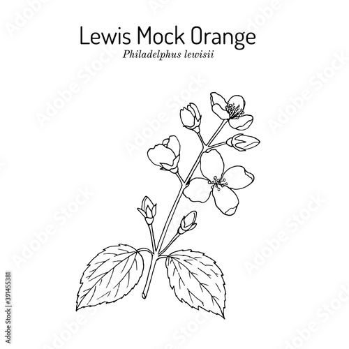 Lewis mock-orange Philadelphus lewisii , state flower of Idaho photo