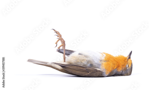 Dead robin red breast bird photo