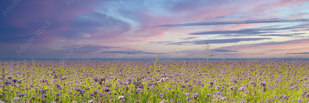 Naklejka premium Landscape panorama with a large field of purple cornflowers