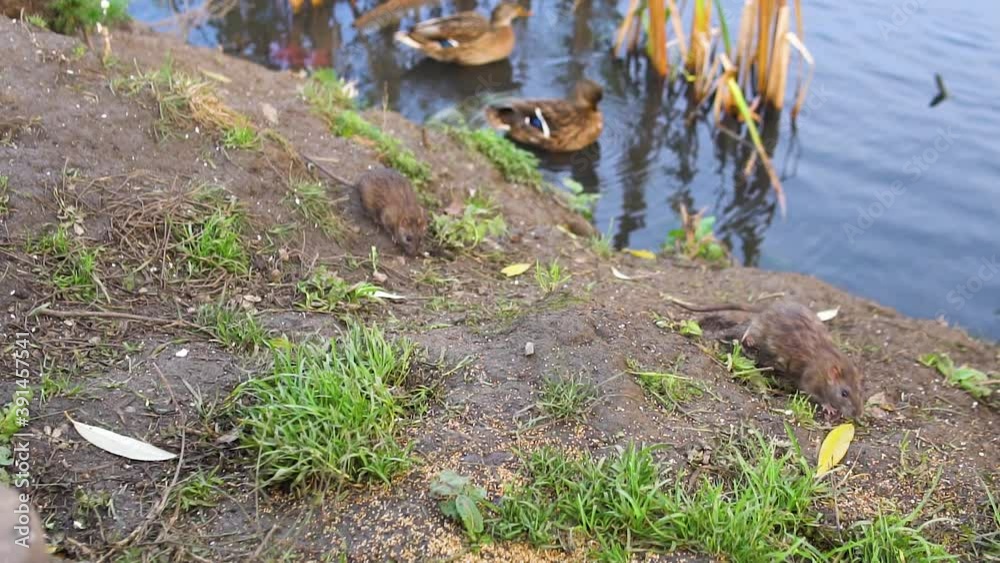 Mouse on the water close to ducks on the pond. Nature reeds, field mice