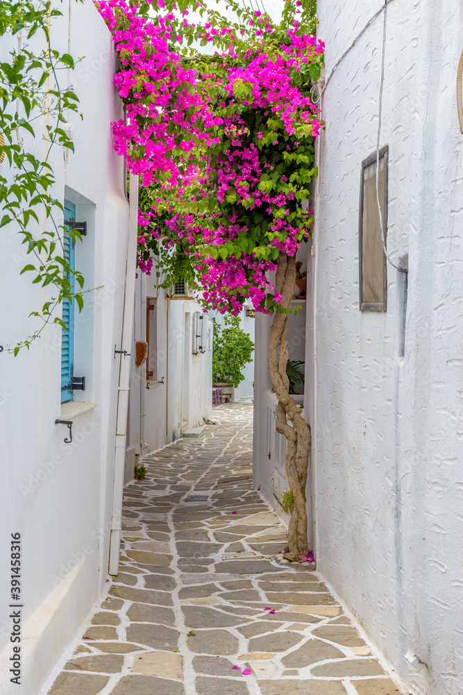Naklejka premium Picturesque alley with a full blooming bougainvillea and Whitewashed traditional houses in Prodromos Paros Greece
