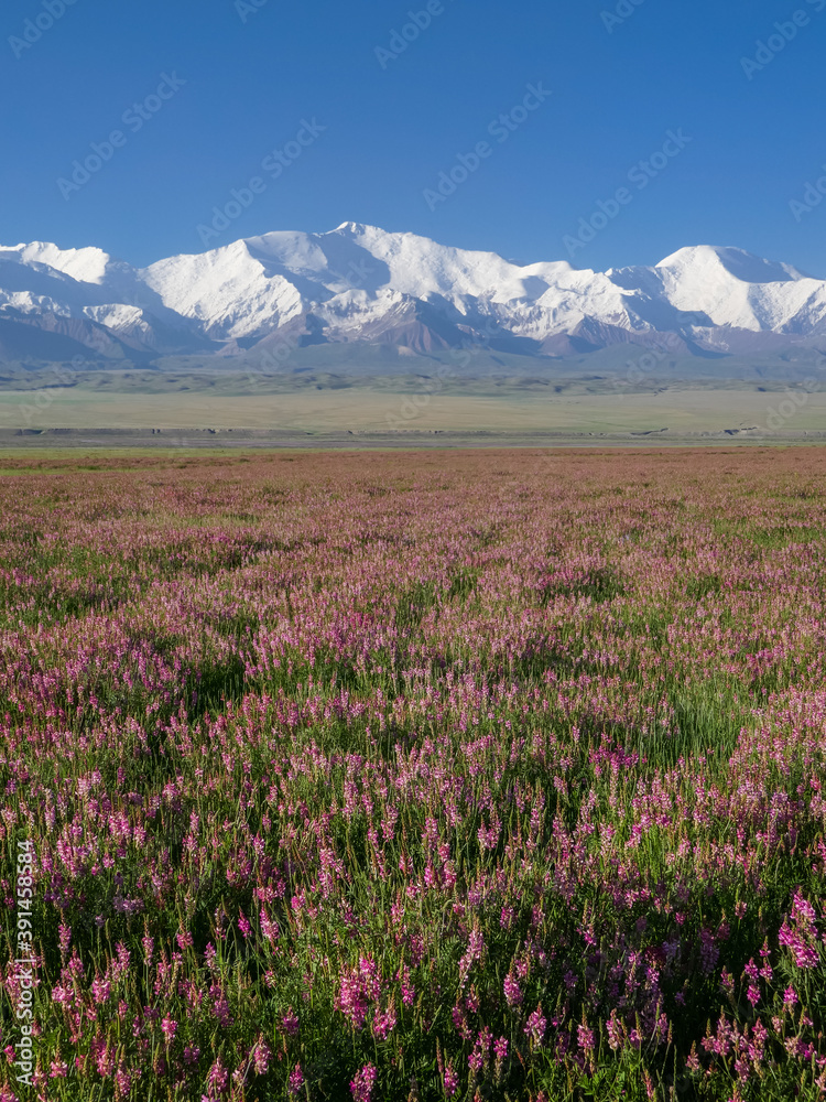 View of Lenin Peak aka Ibn Sina Peak in the snow-capped Trans Alay or Trans Alai mountain range with pink blooming sainfoin in foreground, Kyrgyzstan