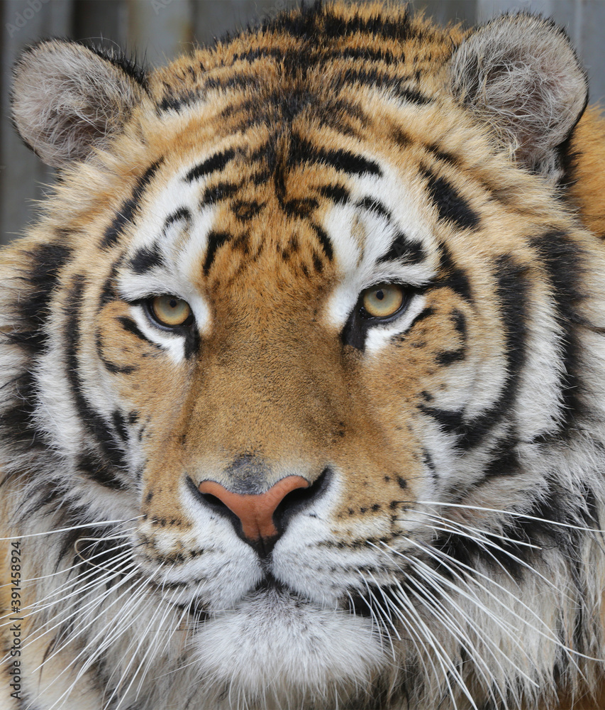 Bengal tiger. Close up portrait of an adult predator. Big wild cat Bengal tiger. Close up portrait of an adult predator. Big wild cat