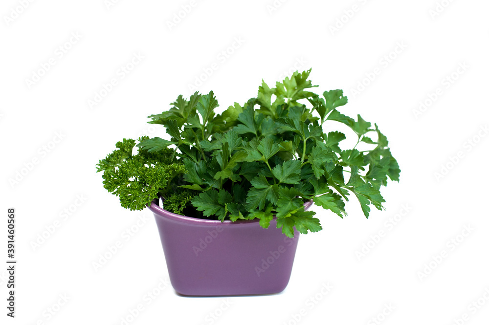 Fresh parsley isolated on white background Fresh parsley isolated on white background