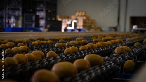 processing line at factory from kiwi fruit