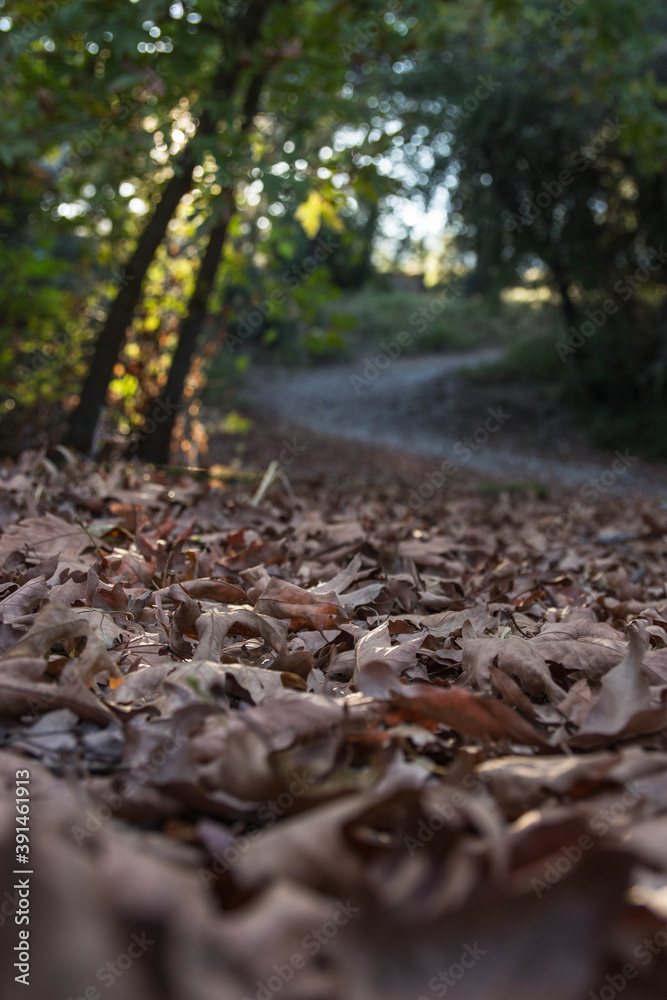 Αutumn leaves in the forest of Eleousa Rhodes Αutumn leaves in the forest of Eleousa Rhodes