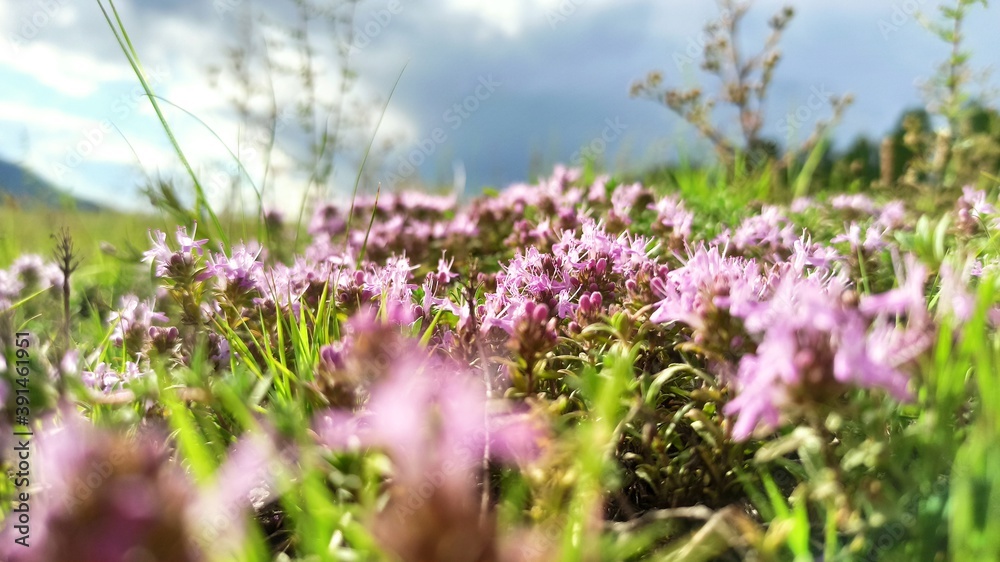 Obraz premium flowers in the meadow