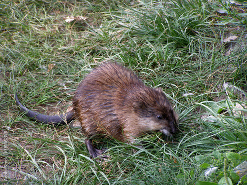 Muskrat, rat. Wildlife. Sitting on the grass and gathers grass