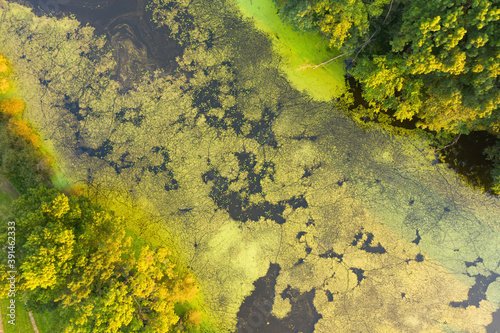 Aerial perspective of silver poplar, populus alba, growing on riversides in wetland. River with plentiful water lilies from above. Summer nature scenery from wilderness.