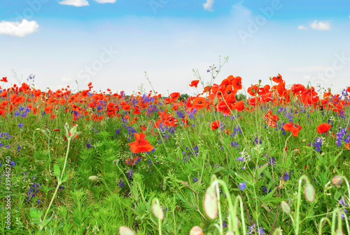 Spring landscape with colorful poppies and bluebells flowers in green fields by blue sky